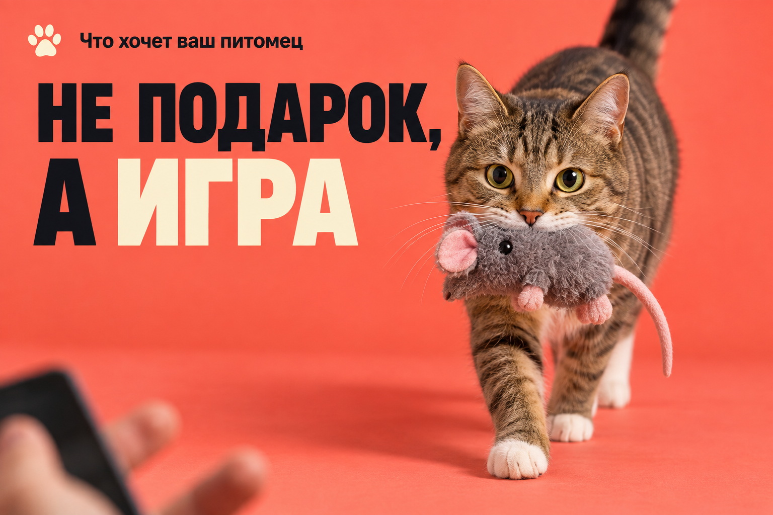 Почему кошка приносит игрушку хозяину: 5 причин и одна частая ошибка