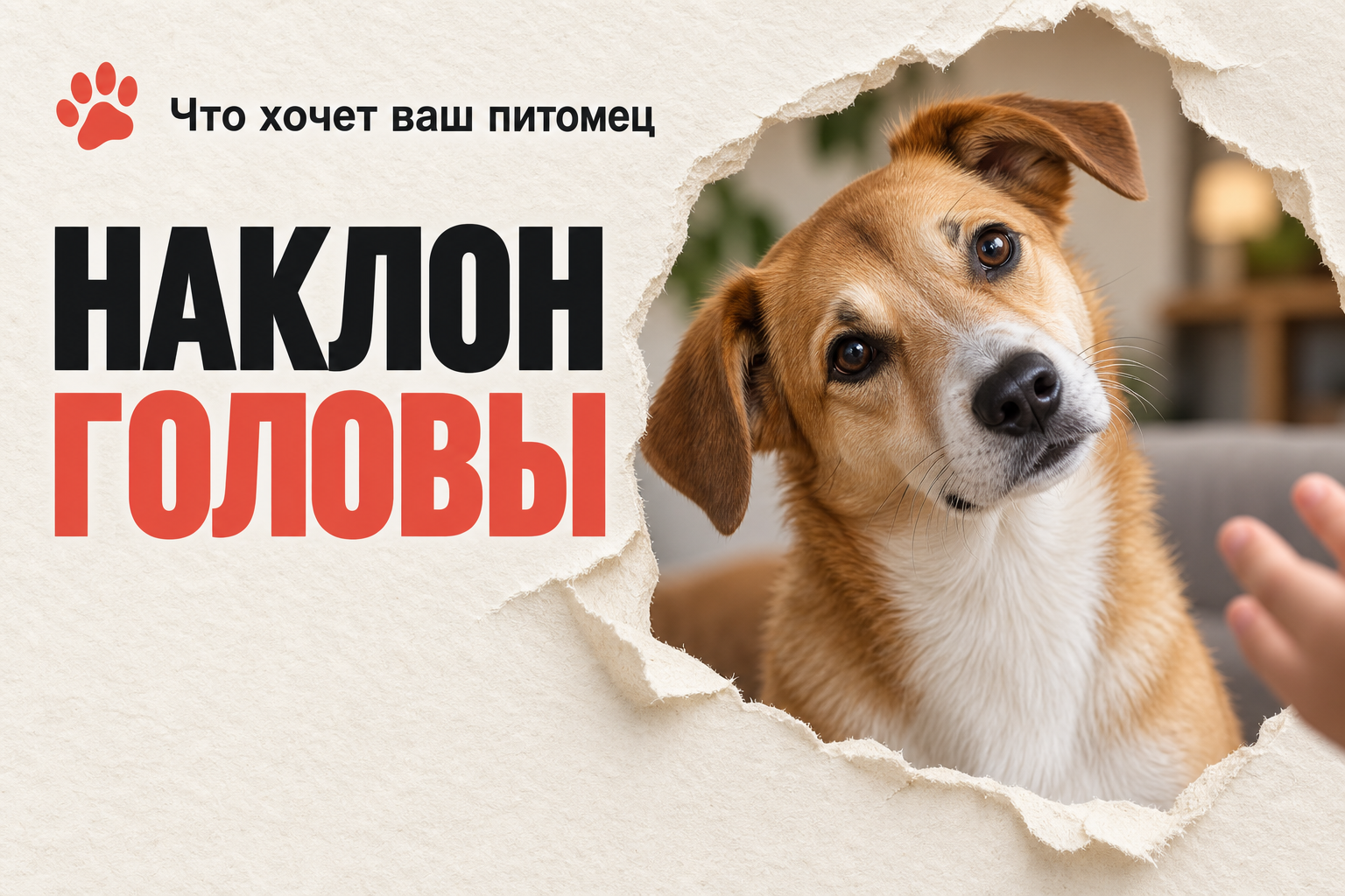 Почему собака наклоняет голову, когда с ней разговаривают — и когда это уже тревожный знак