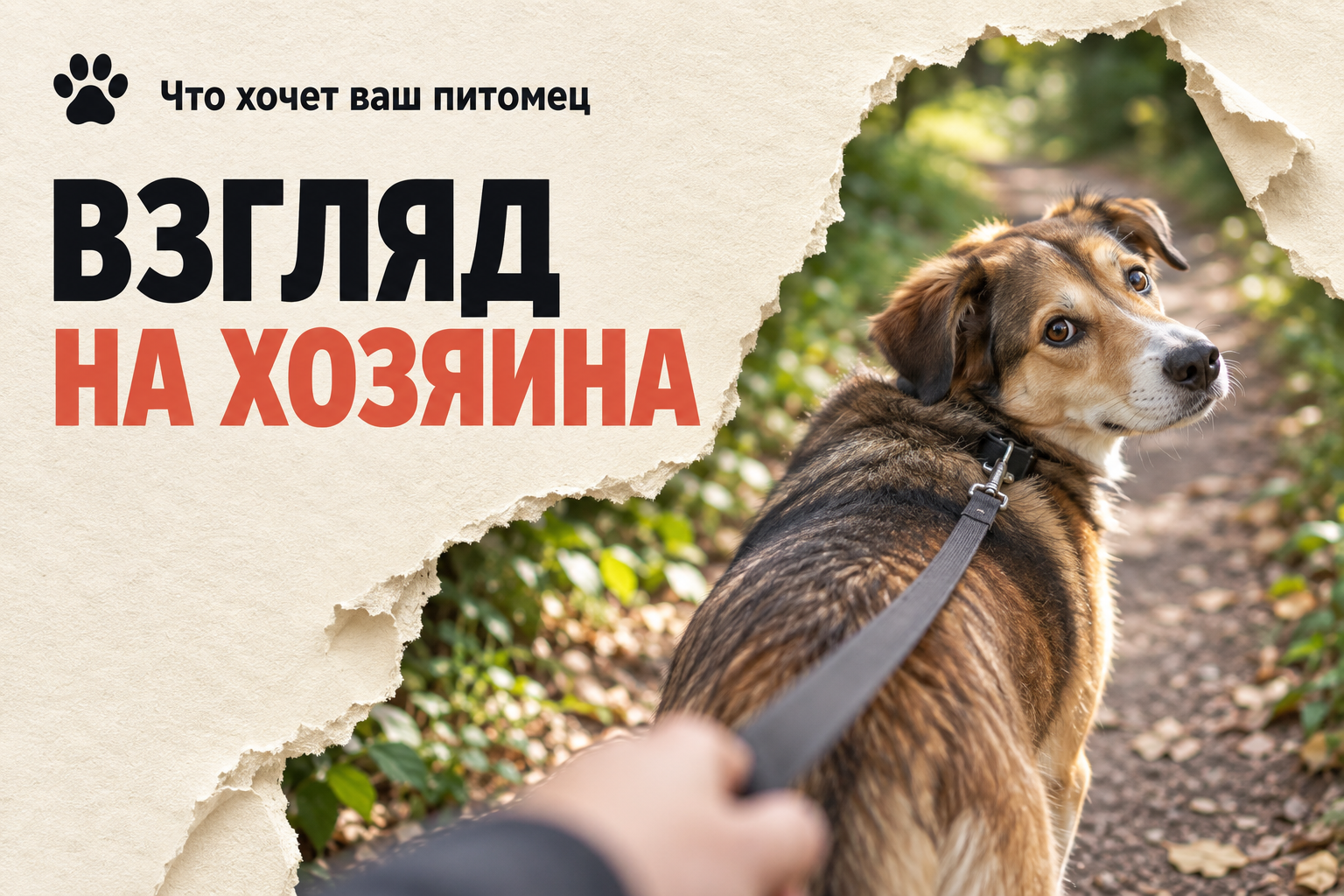 Почему собака оглядывается на хозяина на прогулке: 5 причин и когда это сигнал
